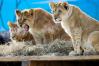 09/02/2023 10:32 Африканские львы в зоопарке "Садгород" во Владивостоке