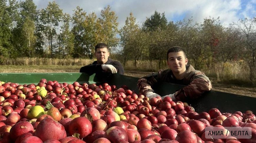 Более 800 тонн яблок и тысячи участников: проект "Сад надежды" объединяет молодежь по всей Беларуси 